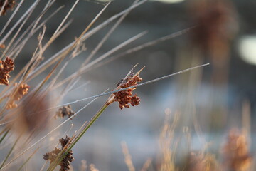 frost on the grass