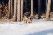 Belgian shepherd malinois dog running in the snow. Dog in winter forest