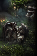 Mushrooms On A Tree Stump