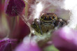 Jumping spiders build dwellings from the cobweb, in which the female lays the clutch and watches it until the cubs appear. This spider made a house in a wild onion flower. Stack of 10 frames.