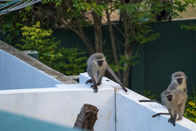 Vervet Monkeys In A Residential Area In South Africa
