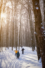 Winter Forest On A Sunny Day. Children Go Skiing