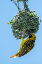 Mask Weaver Flying To And From It's Newly Weaved Nest