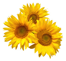 Fotomurales - Three sunflowers isolated on white background. Flower bouquet. The seeds and oil. Flat lay, top view