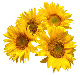 Fotomurales - Flower bouquet sunflowers isolated on white background. The seeds and oil. Floral arrangement. Picturesque and conceptual scene. Flat lay, top view