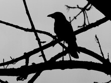 Black Silhouette Of Raven Sitting On The Branches, Black White Picture