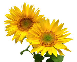 Fotomurales - Two sunflowers in bouquet isolated on white background. Sun symbol. Flowers yellow, agriculture. Seeds and oil. Flat lay, top view. Bio. Eco. Creative