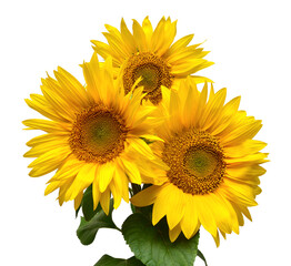 Fotomurales - Flower bouquet with three sunflowers isolated on white background. The seeds and oil. Floral arrangement. Picturesque and conceptual scene. Flat lay, top view