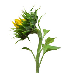 Fotomurales - Closed bud sunflower isolated on white background. Flower. Flat lay, top view
