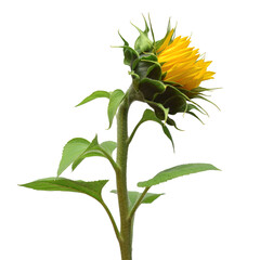 Fotomurales - Closed and opening bud sunflower isolated on white background. Flower. Flat lay, top view