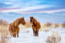 Beautiful Horses Against Altai Mountains In Winter, Russia. Wildlife Colorful Sunset Landscape