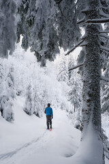 Sticker - Walk in the winter forest after a snowfall