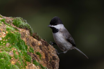 Little bird. Black nature background. Bird: Sombre Tit.