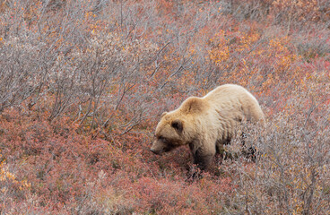 Canvas Print - Grizzly Bear in Denali National Park Alaska in Autumn