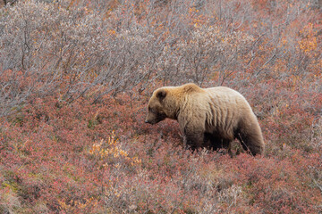 Canvas Print - Grizzly Bear in Denali National Park Alaska in Autumn