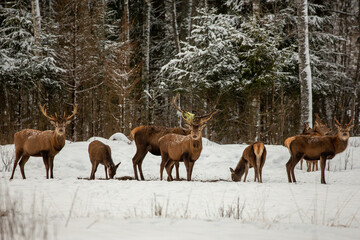 Naklejka na meble Deer at the winter forest