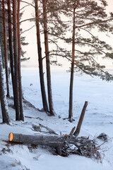 Wall Mural - The Baltic seacoast covered with ice and snow, frozen water and pines on beach of the Gulf of Finland, the Sosnovy Bor, Russia