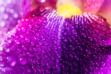 Macro, Raindrops Or Dew, Beautiful Purple Background.violet Flowers Of Wild Iris, Covered, Summer Rain, Green Background Of Meadow Grasses