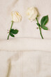 White roses tucked in a canvas, on soft white background. Love and care concept. Flat lay.