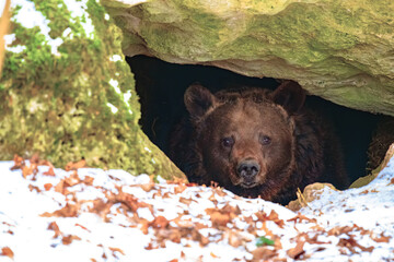 Brown bear in a den in its natural habitat