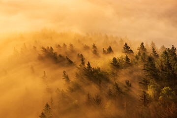 Wall Mural - Forest with Fog Glowing in the Warm Light of the Rising Sun