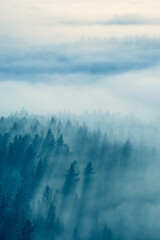 Wall Mural - view over mystic foggy forest at dawn