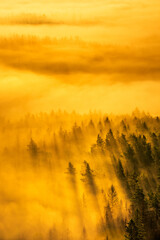 Wall Mural - View over Forest with Fog Glowing in the Warm Light of the Rising Sun
