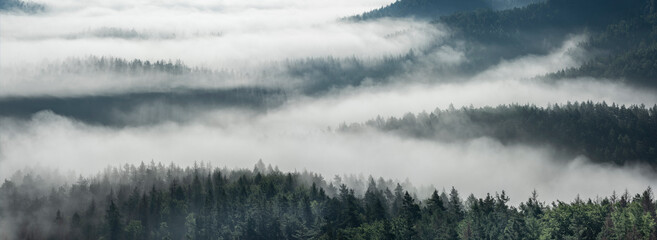 Wall Mural - background of panoramic forest covered by morning fog