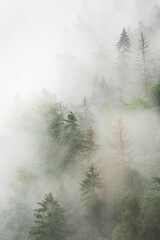 Wall Mural - foggy forest in the early morning, trees looking out of the fog