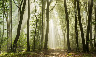 Wall Mural - beautiful sunny silhouetted forest with sunbeams through fog