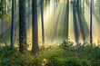 Beautiful Sunny Forest in Autumn with Sunbeams through Fog	