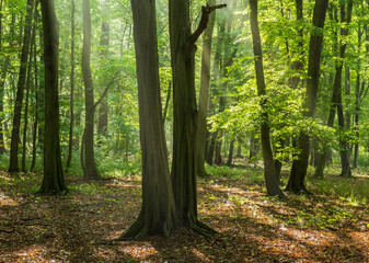 Wall Mural - sunny forest of hornbeam trees in summer