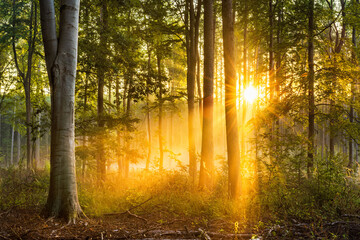 Wall Mural - beautiful forest in autumn, fog glowing in the warm light of the rising sun
