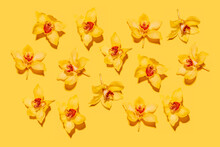 Pattern Of Heads Of Yellow Blooming Orchids