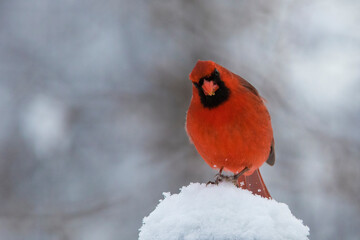 Wall Mural - Male  northern cardinal (Cardinalis cardinalis) in winter