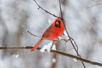 Poster - Male  northern cardinal (Cardinalis cardinalis) in winter