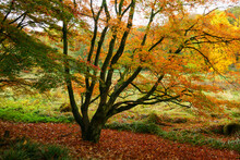 Yellow Maple Tree In Autumn