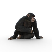 Chimpanzee Sitting Leaning On One Hand And Looking Sideways.