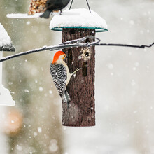 Red Bellied Woodpecker In The Snow
