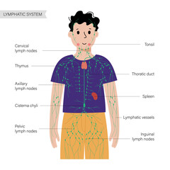 Wall Mural - Lymphatic system in human body