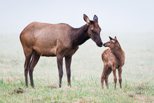 Mother Elk Showing Her Love For Her Young Calf By Touching Noses In A Misty Field At Snoqualmie In Western Washington State