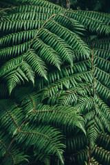 Close up of ferns in New Zealand forest