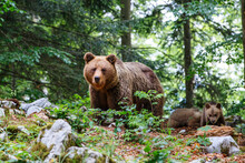 Wild Brown Bear Mother With Her Cubs Walking And Searching For Food In The Forest And Mountains Of The Notranjska Region In Slovenia
