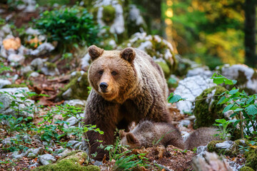 Wall Mural - wild brown bear mother with her cubs walking and searching for food in the forest and mountains of t