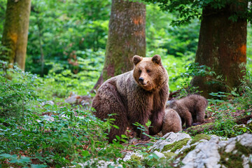 Wall Mural - wild brown bear mother with her cubs walking and searching for food in the forest and mountains of t
