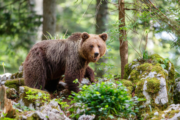 Wall Mural - brown bear - close encounter with a wild brown bear eating in the forest and mountains of the notran