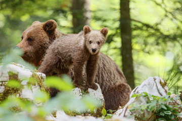 Wall Mural - wild brown bear mother with her cubs walking and searching for food in the forest and mountains of t