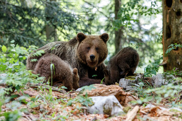 Wall Mural - wild brown bear mother with her cubs walking and searching for food in the forest and mountains of t