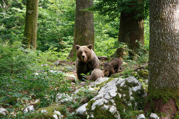 Wall Mural - wild brown bear mother with her cubs walking and searching for food in the forest and mountains of t