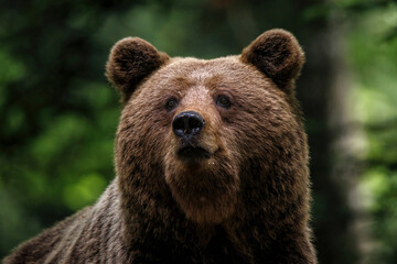 Wall Mural - brown bear - portrait of a big female wild brown bear in the forest and mountains of the notranjska 